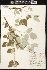 Rubus occidentalis image