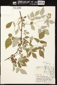 Rubus occidentalis image