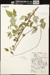 Rubus occidentalis image