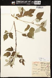 Rubus occidentalis image