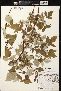 Rubus occidentalis image