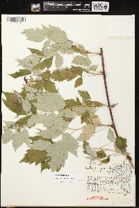 Rubus occidentalis image