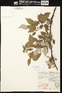 Rubus occidentalis image