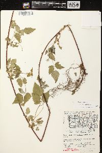 Rubus occidentalis image