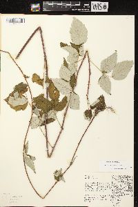 Rubus occidentalis image