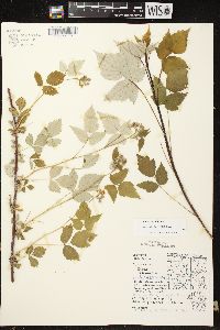 Rubus occidentalis image