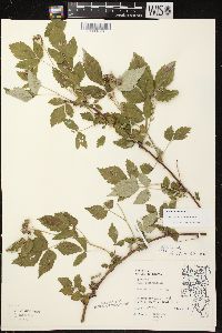 Rubus occidentalis image