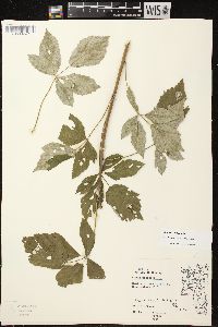 Rubus occidentalis image