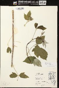 Rubus occidentalis image