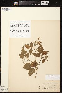 Rubus occidentalis image