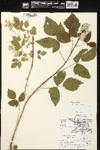 Rubus occidentalis image