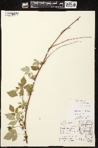 Rubus occidentalis image