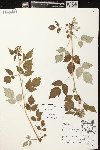 Rubus occidentalis image