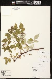 Rubus occidentalis image