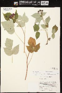 Rubus occidentalis image