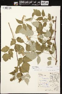 Rubus occidentalis image