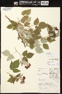 Rubus occidentalis image