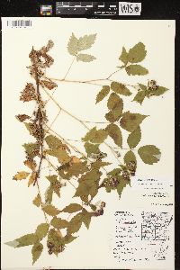 Rubus occidentalis image