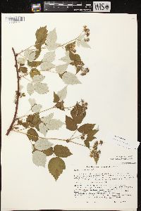 Rubus occidentalis image