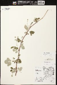 Rubus occidentalis image