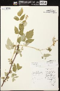 Rubus occidentalis image