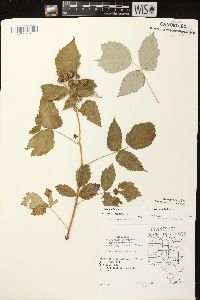 Rubus occidentalis image