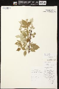 Rubus occidentalis image