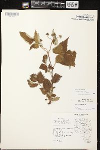 Rubus occidentalis image