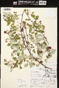 Rubus occidentalis image