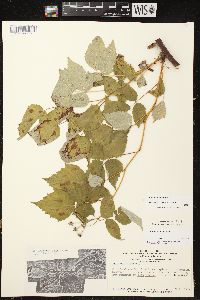 Rubus occidentalis image