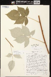 Rubus occidentalis image