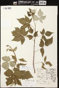 Rubus occidentalis image