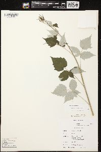 Rubus occidentalis image