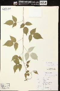 Rubus occidentalis image