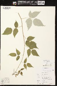 Rubus occidentalis image