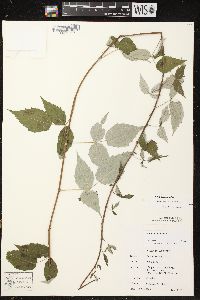 Rubus occidentalis image