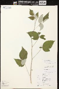 Rubus occidentalis image