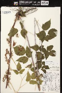 Rubus occidentalis image