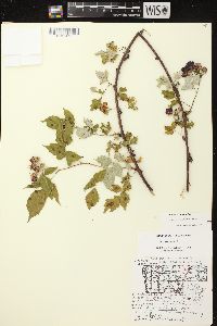 Rubus occidentalis image