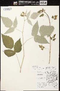 Rubus occidentalis image