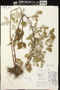 Rubus occidentalis image