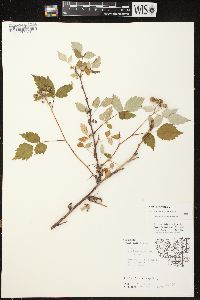 Rubus occidentalis image