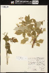 Rubus occidentalis image