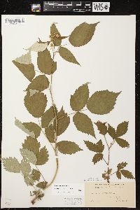 Rubus occidentalis image