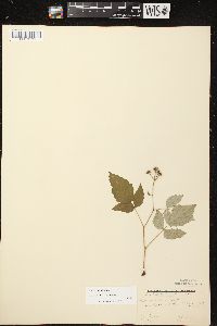 Rubus occidentalis image