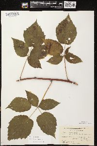 Rubus occidentalis image