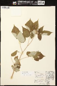 Rubus occidentalis image