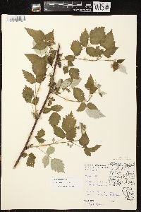 Rubus occidentalis image