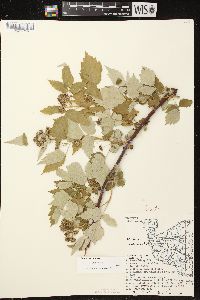 Rubus occidentalis image