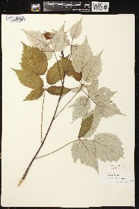 Rubus occidentalis image